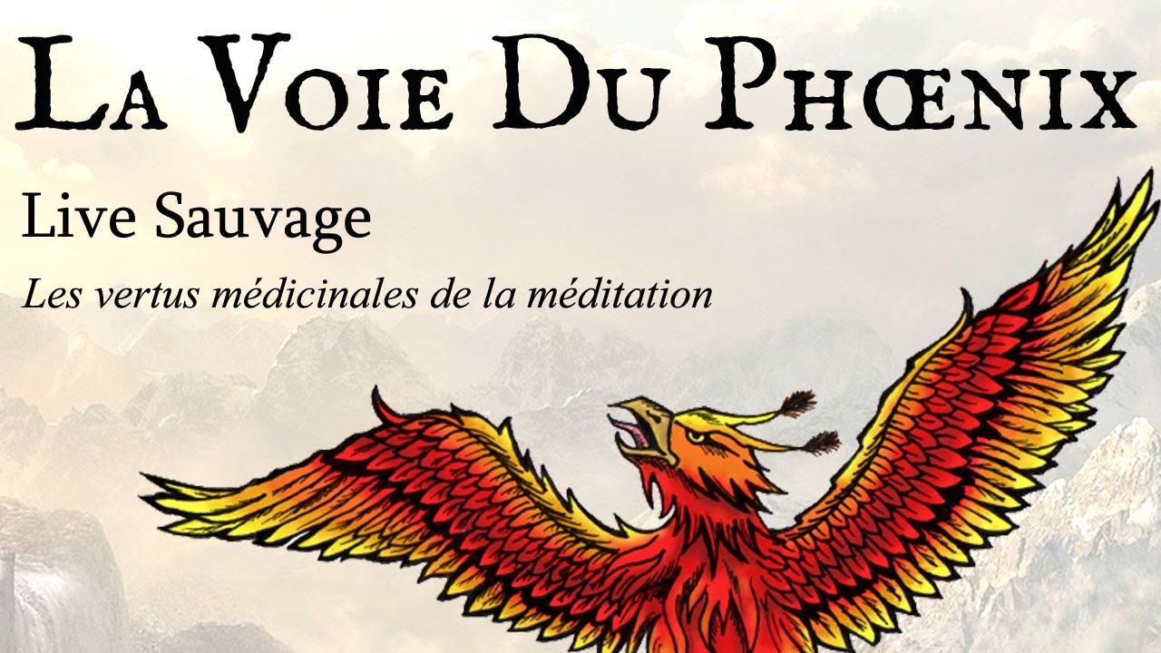 LIVE SAUVAGE - Les vertus m&eacute;dicinales de la m&eacute;ditation