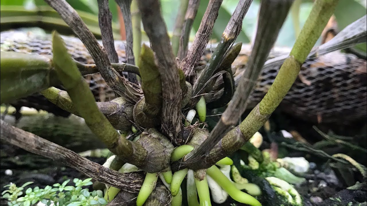 Cách làm cho lan kiều mau lên mầm gốc