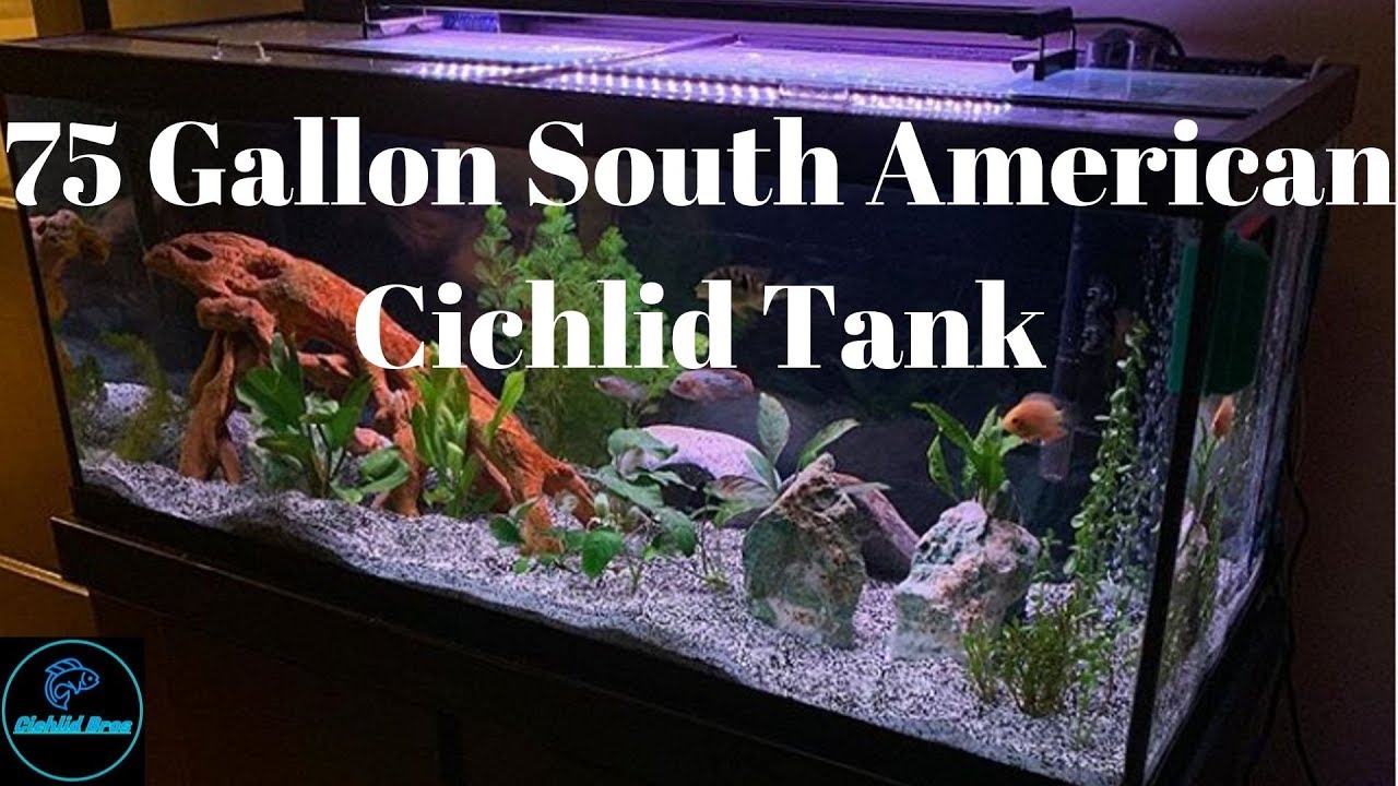 75 Gallon South American Cichlid Tank - Update!