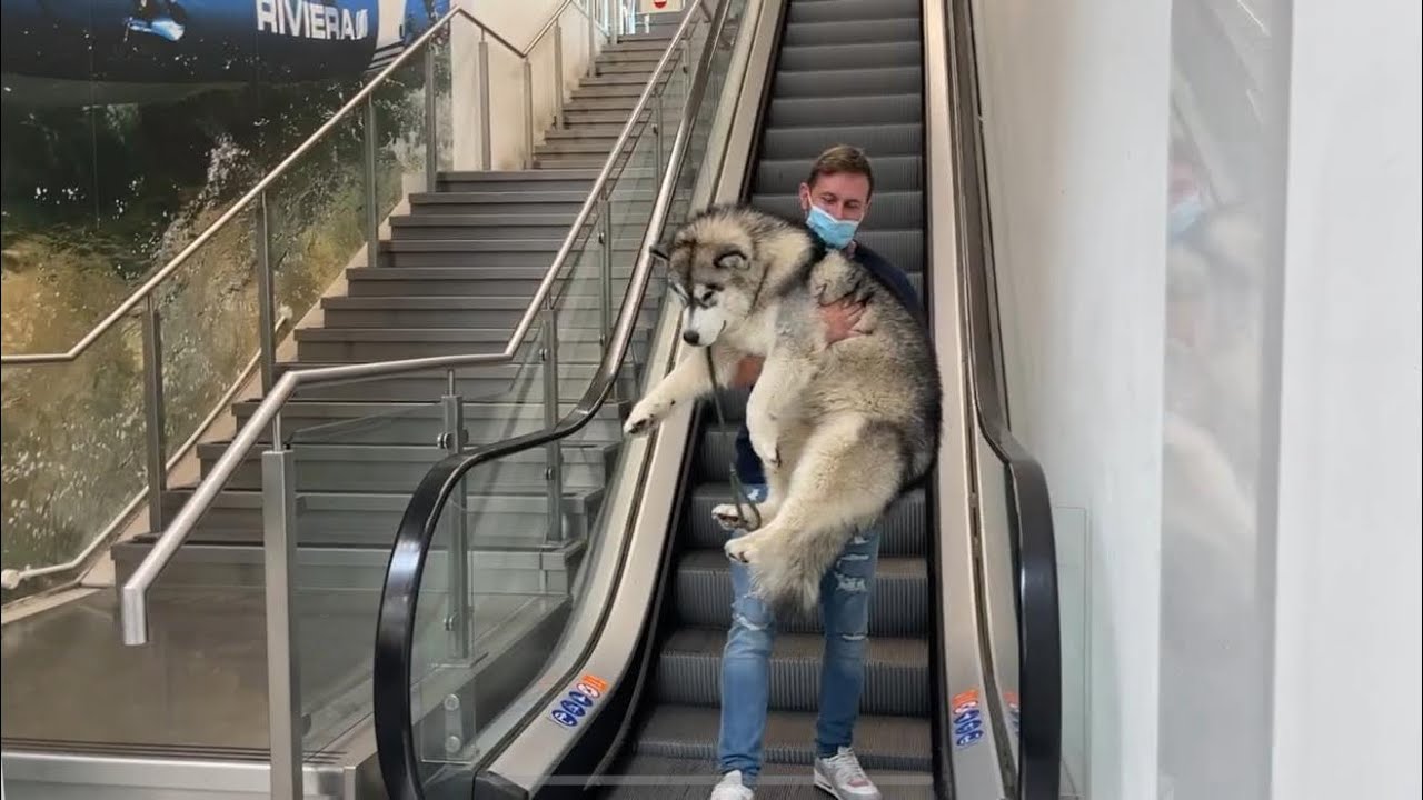 We Took Our Dog Shopping! He Refuses To Ride Escalator!!