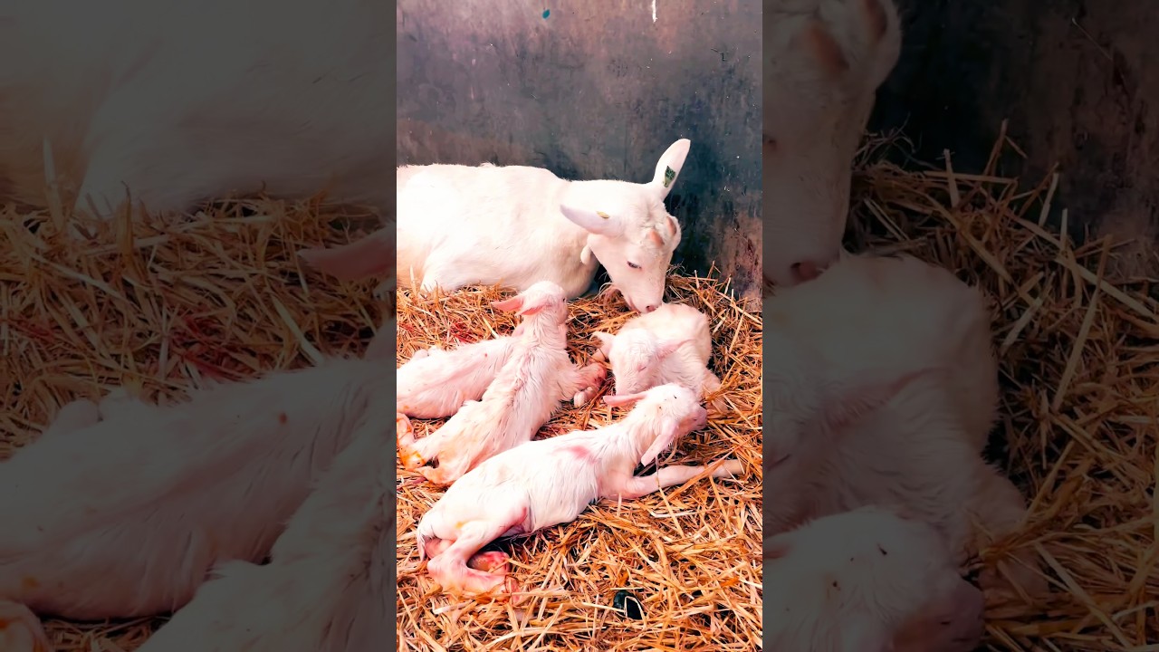 Saanen Goat have quad babies/ saanen goat give four babies #shorts #viralvideo