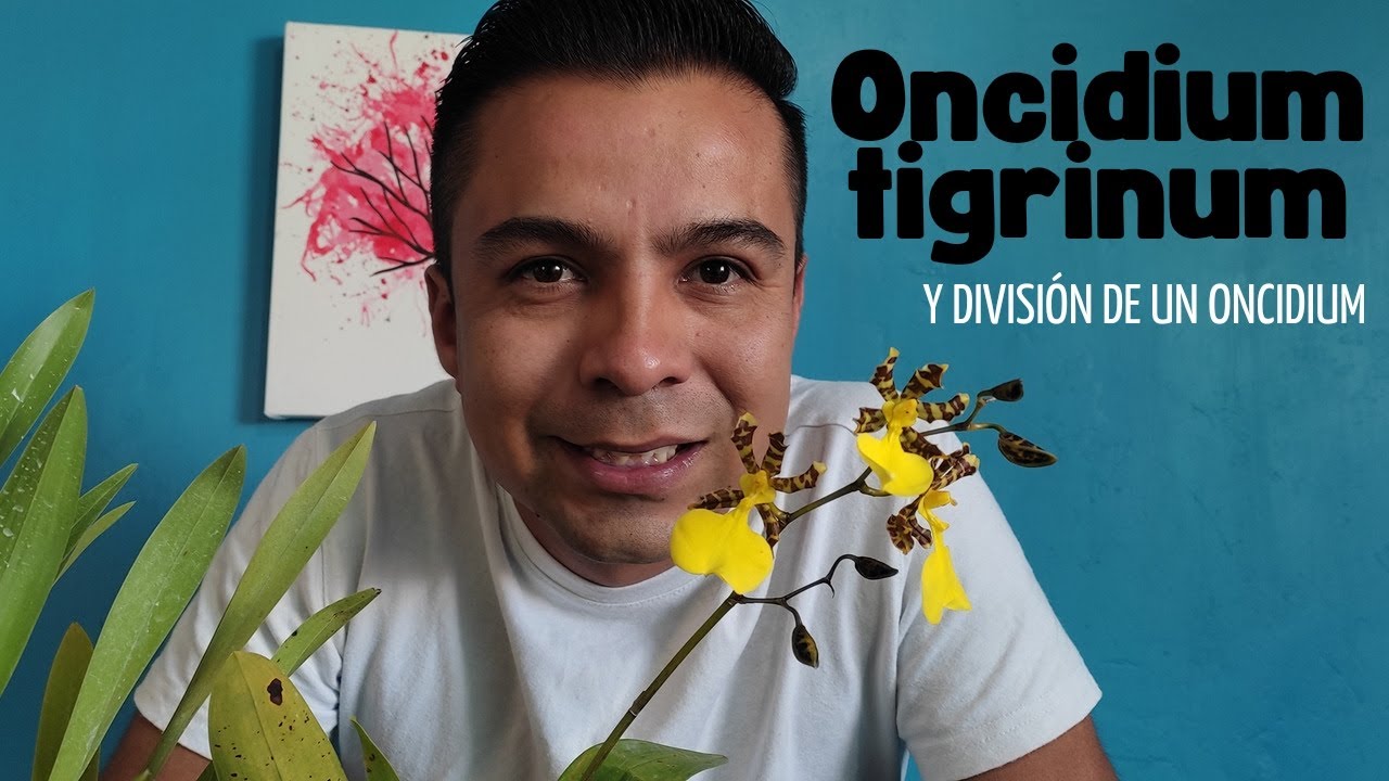 Oncidium tigrinum y división de oncidium spachelatum #orquideas #oncidium #orchids
