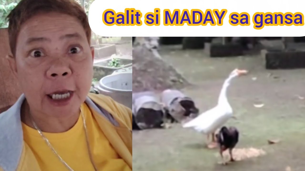 GALIT SI SIROK MADAY SA ALAGA NAMEN/LALO NA SA GANSA DAHIL NAKAGAT N PALA SIYA@aileenkalev5809 