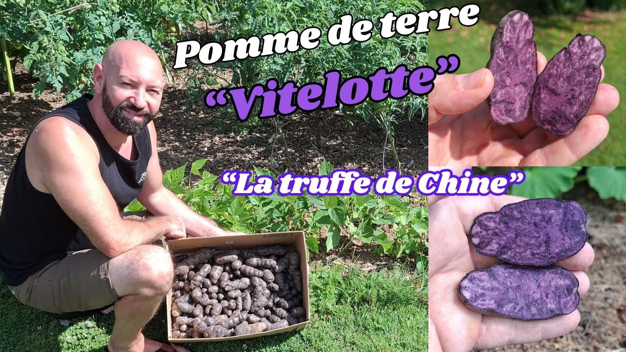 Vitelotte 