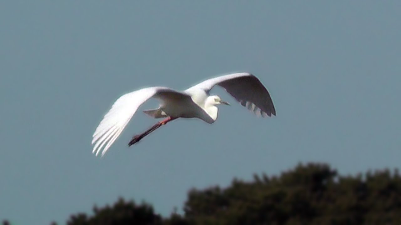 Great White Egret at Marazion Marsh in Cornwall UK
