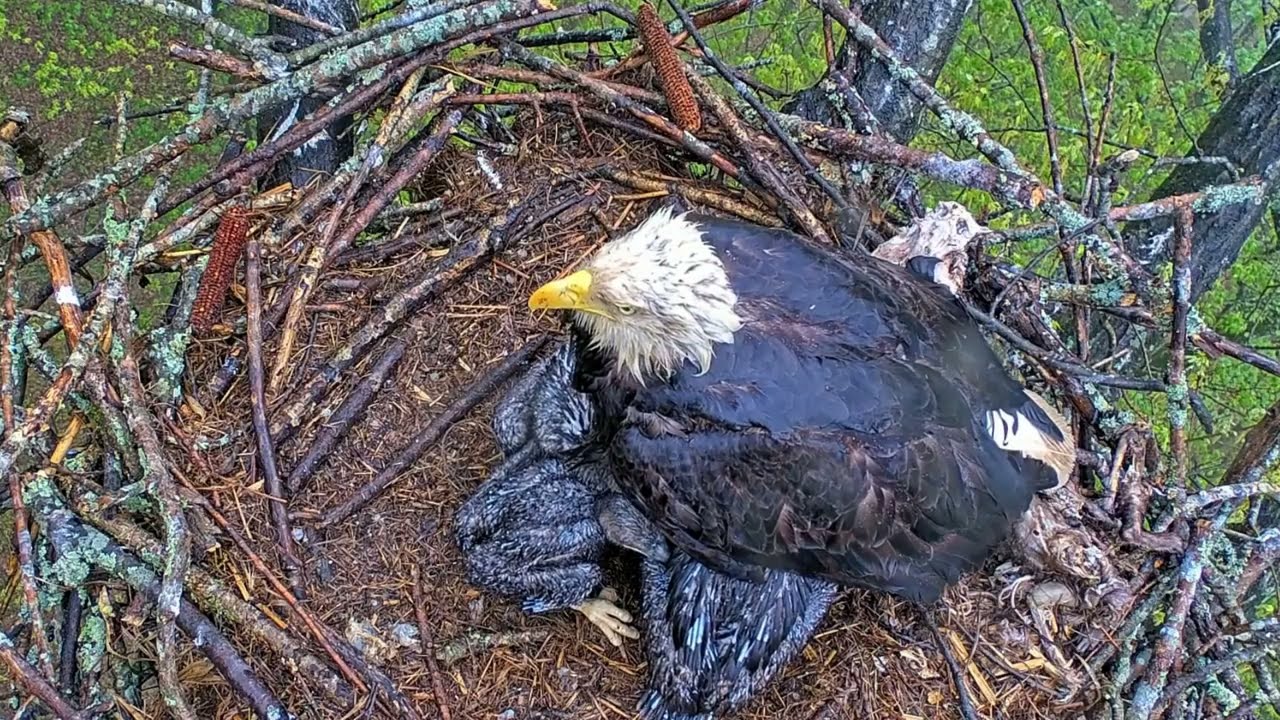EP#381 #baldeagle Review birds in nest with nature #birdslovers #birdsounds #birdsnest #wildbirds