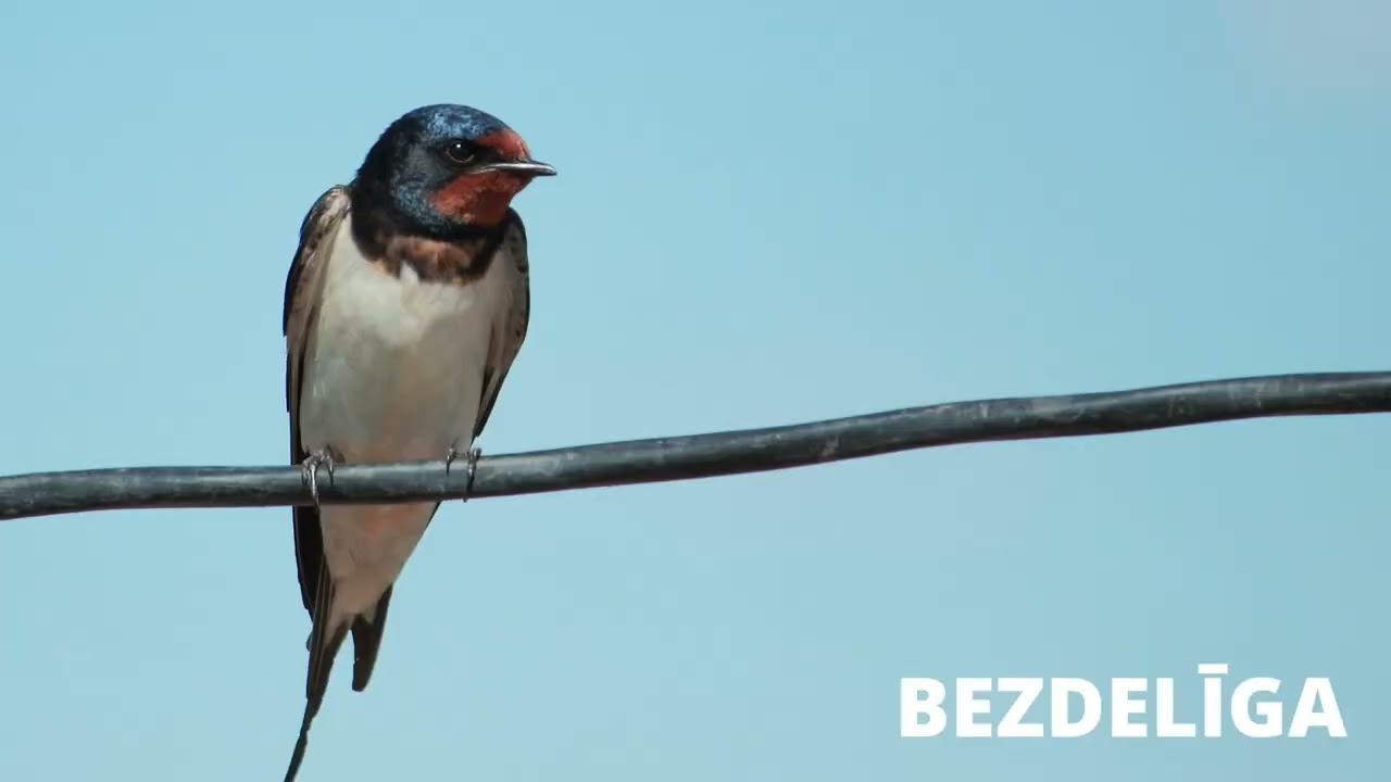Brokastis pie logopēdes Ritas. Vārdu krātuvīte mazajiem. Putni.