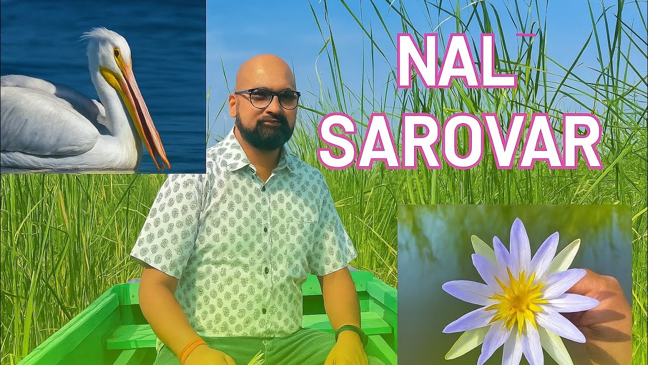 “Nalsarovar Bird Sanctuary | Gujarat’s Hidden Heaven for Bird Lovers 🐦”