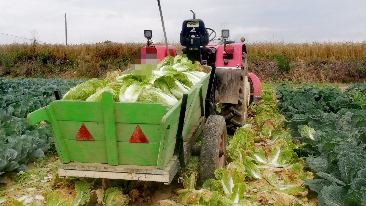 Zbiór kapusty pekińskiej 2020 czyli Rolniczy vlog#68