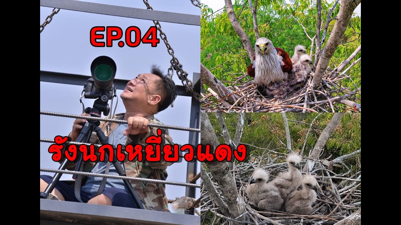 รังนกเหยี่ยวแดง  : เฮียกบ EP 04