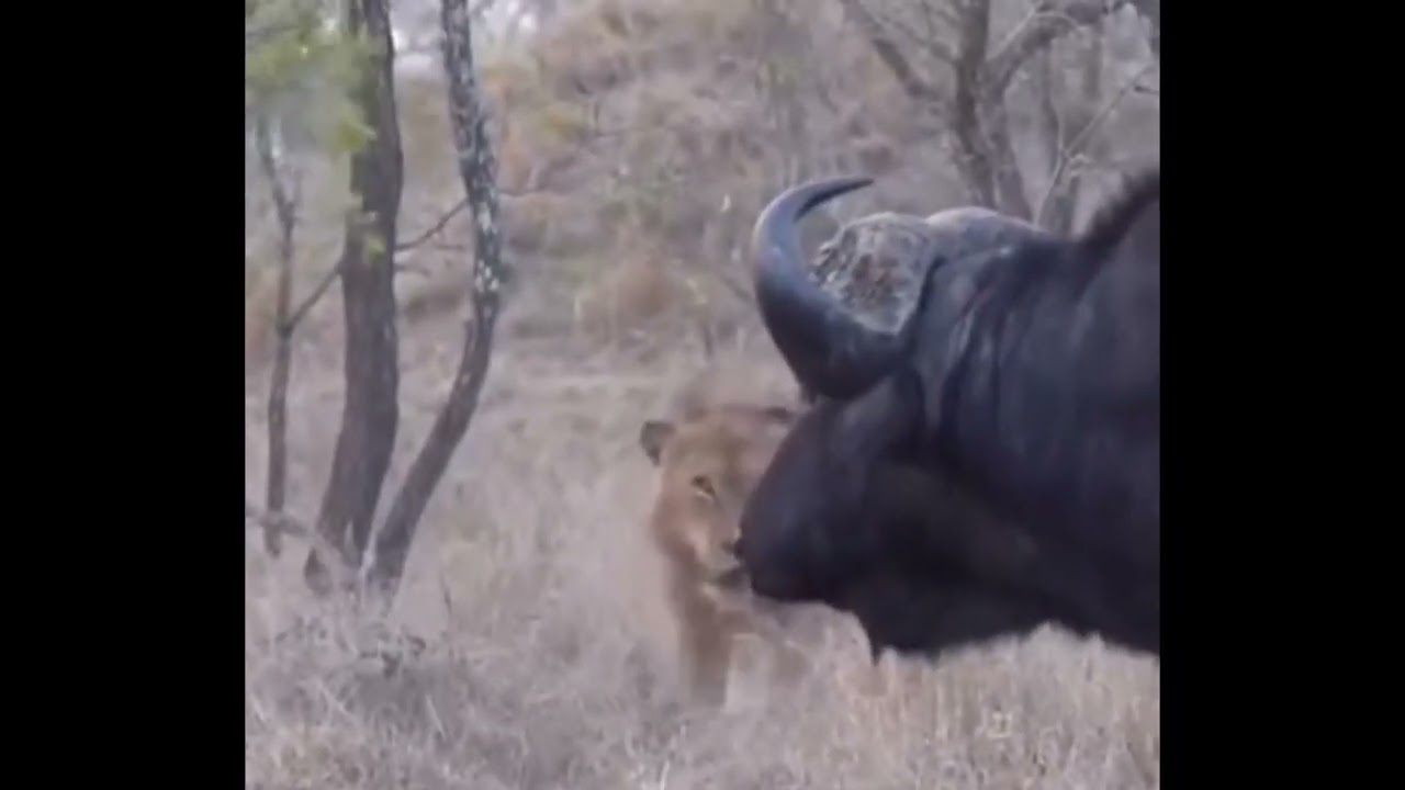 Nkuhuma Lion Pride take on buffalo | 29 September 2023