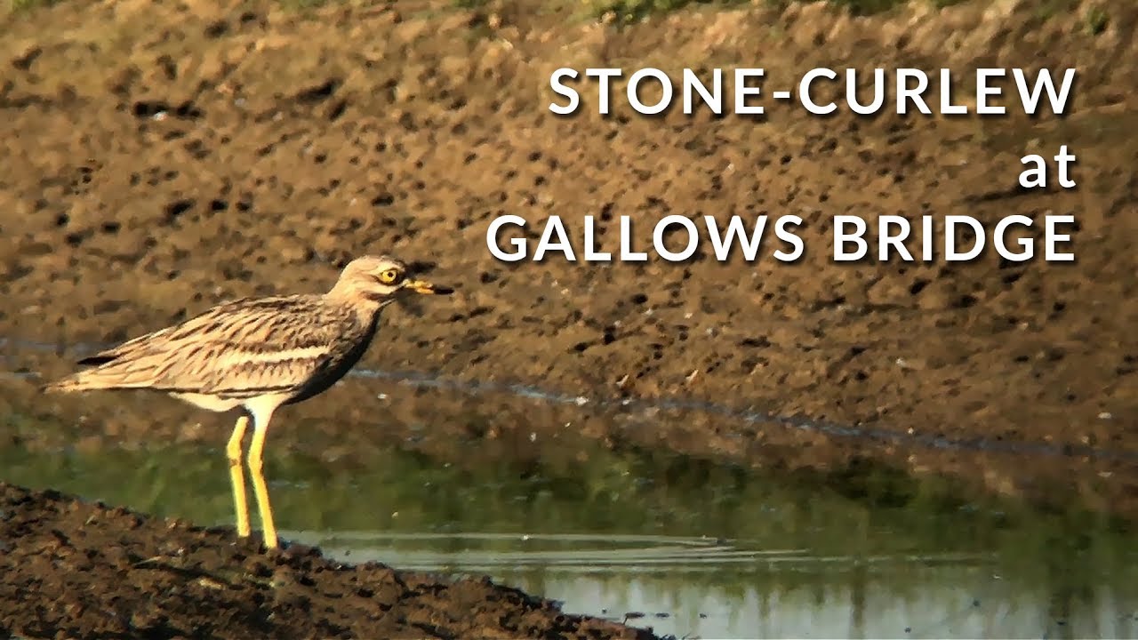 Stone-curlew at Gallows Bridge BBOWT reserve - May 2019
