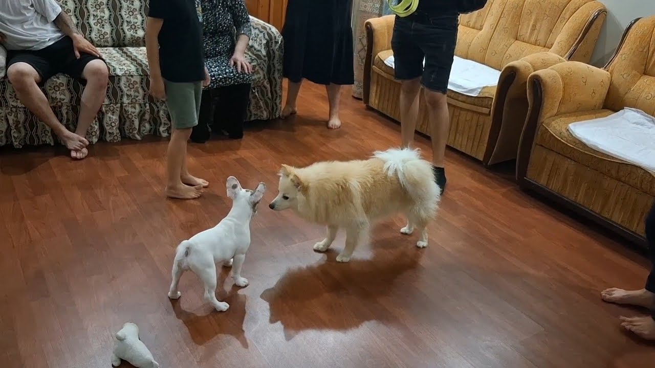 AYRILIK HER KOŞULDA ACI YIKICI 😞‼️PANSİYON OTEL KÖPEK HAYVAN