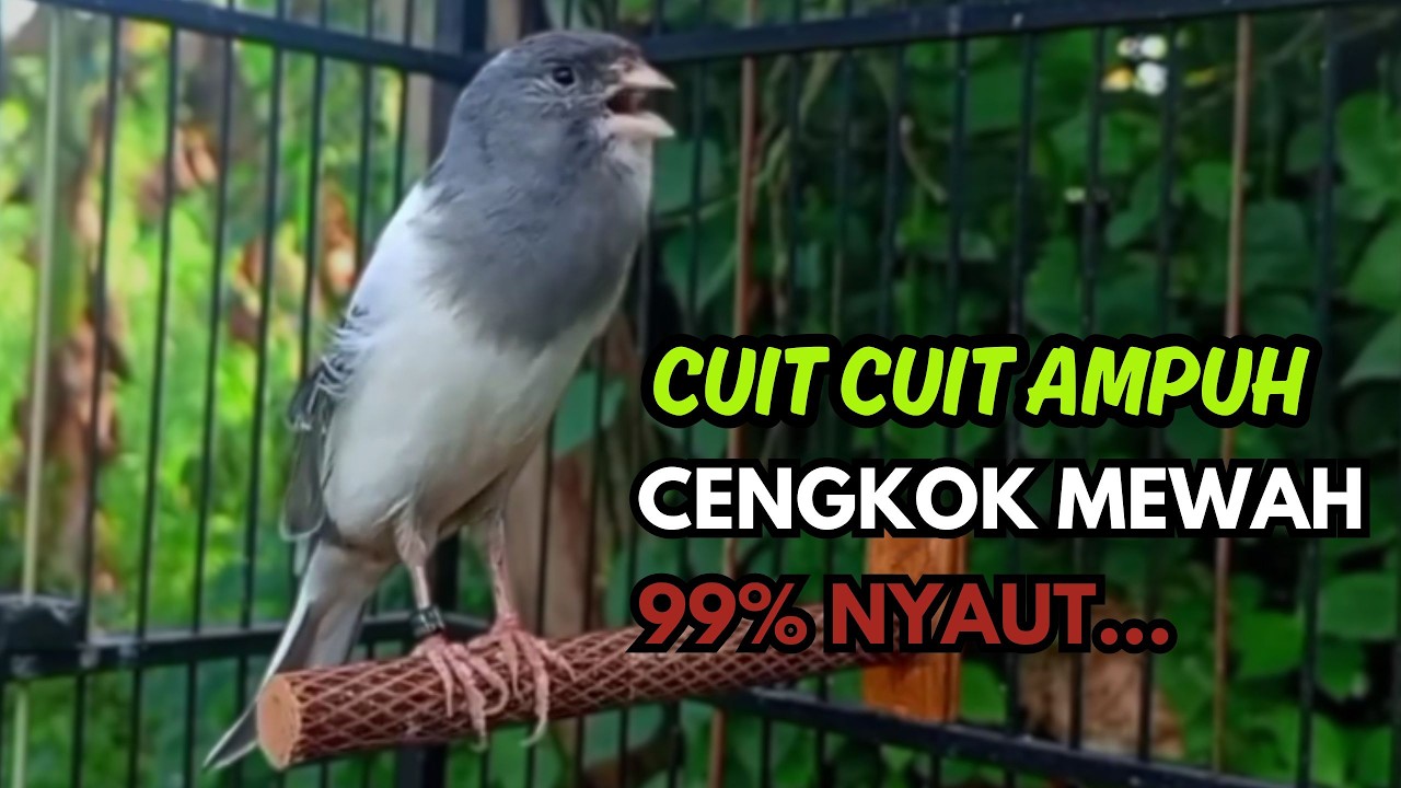 KENARI GACOR  Cuit CUIT BIRAHI SUARA Kenari MASTERAN TERBAIK UNTUK PANCINGAN & MASTERAN Kenari PAUD