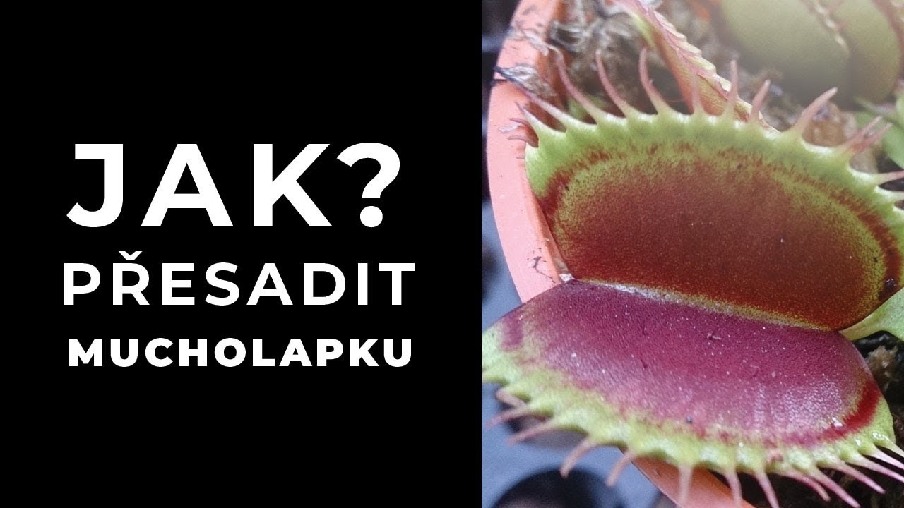 Jak přesadit mucholapku podivnou?