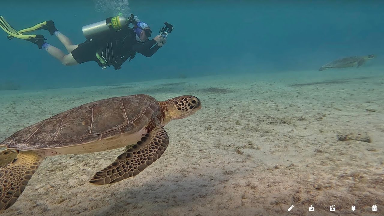 TURTLES AT SALT PIER in BONAIRE