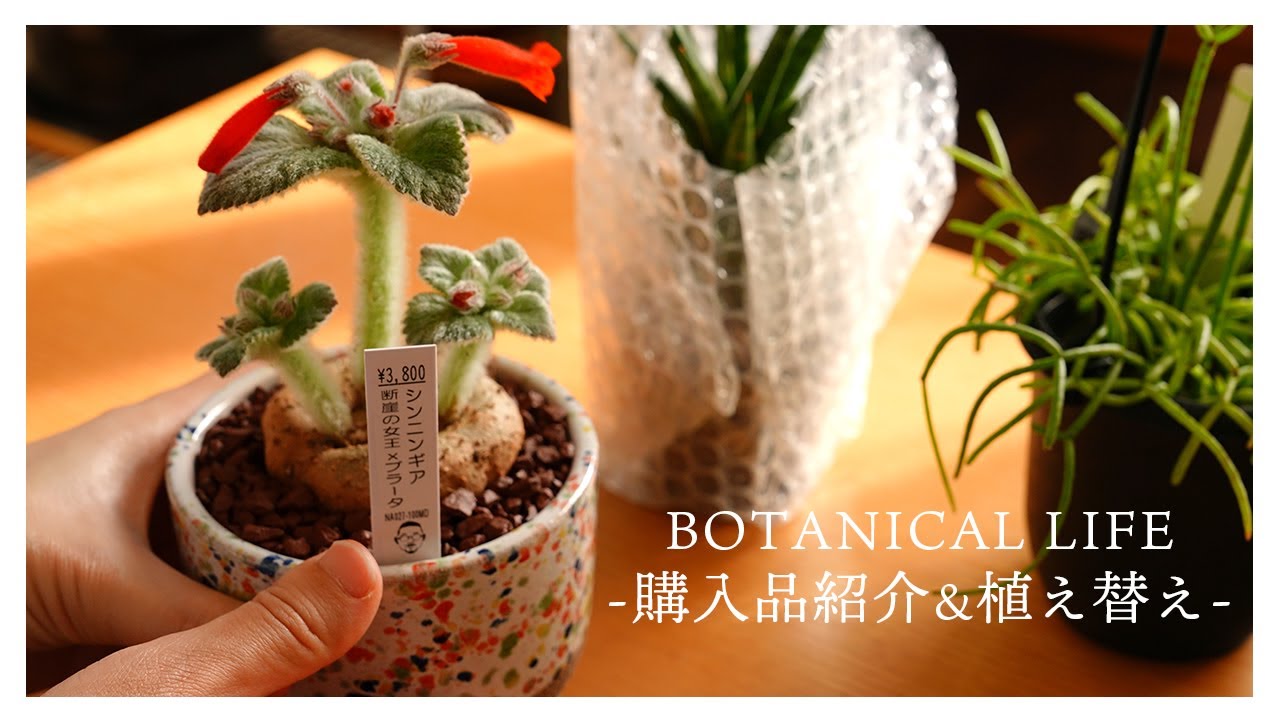 【観葉植物】インドアが心地良くなる『トウタスプランツ』での購入品紹介と植え替え