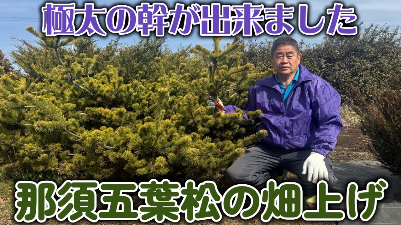 【盆栽】畑上げ第８弾　那須五葉松の畑上げ【極太の幹が出来ました】