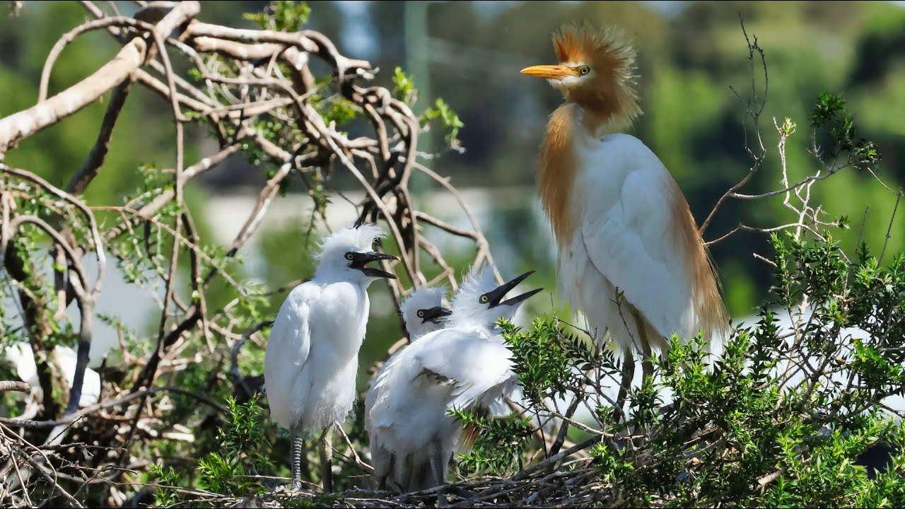Cattle egrets. - The colony