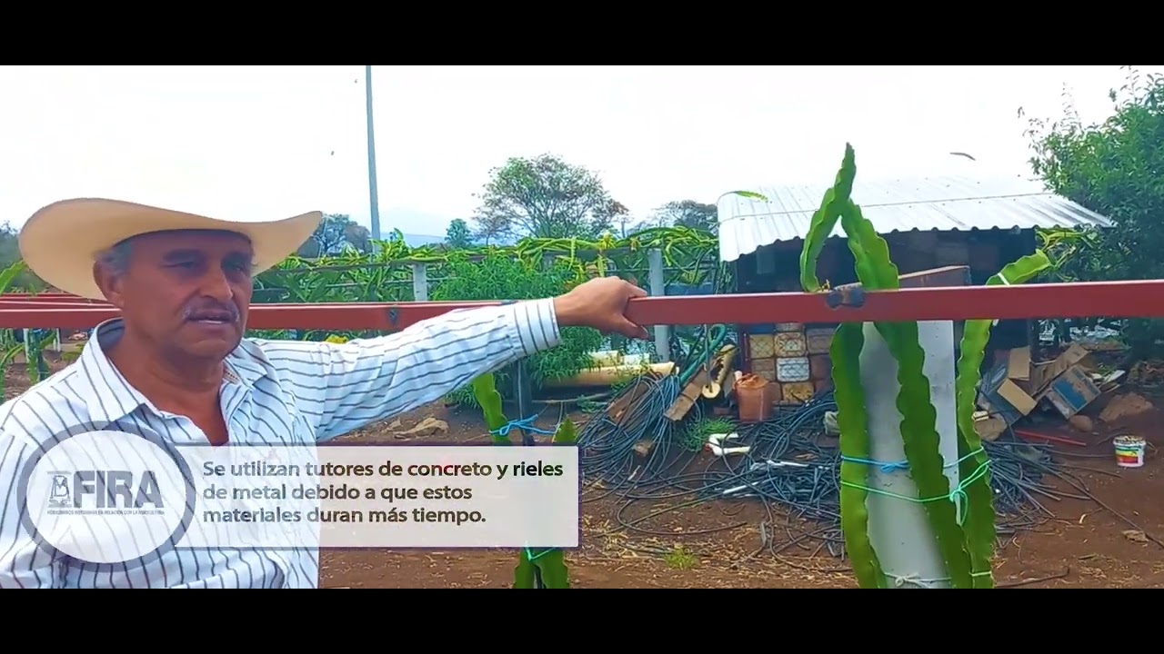 Cultivo de pitahaya de alta densidad