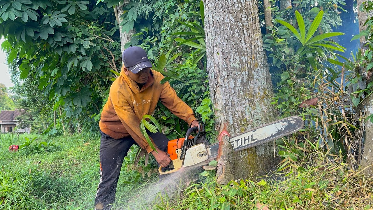 Amazing Skill!! Teknik Terbaik Menebang 2 Pohon Dengan Cepat.