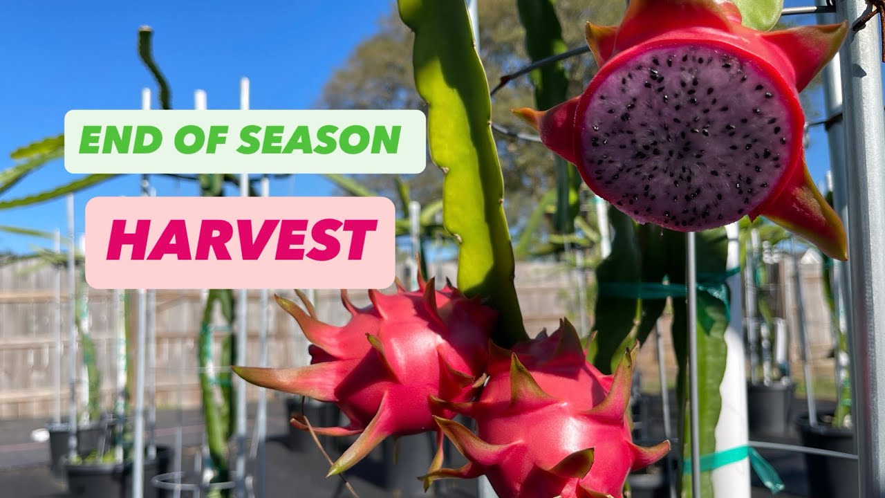 END of Season HARVEST / Mini Set up WALK. 