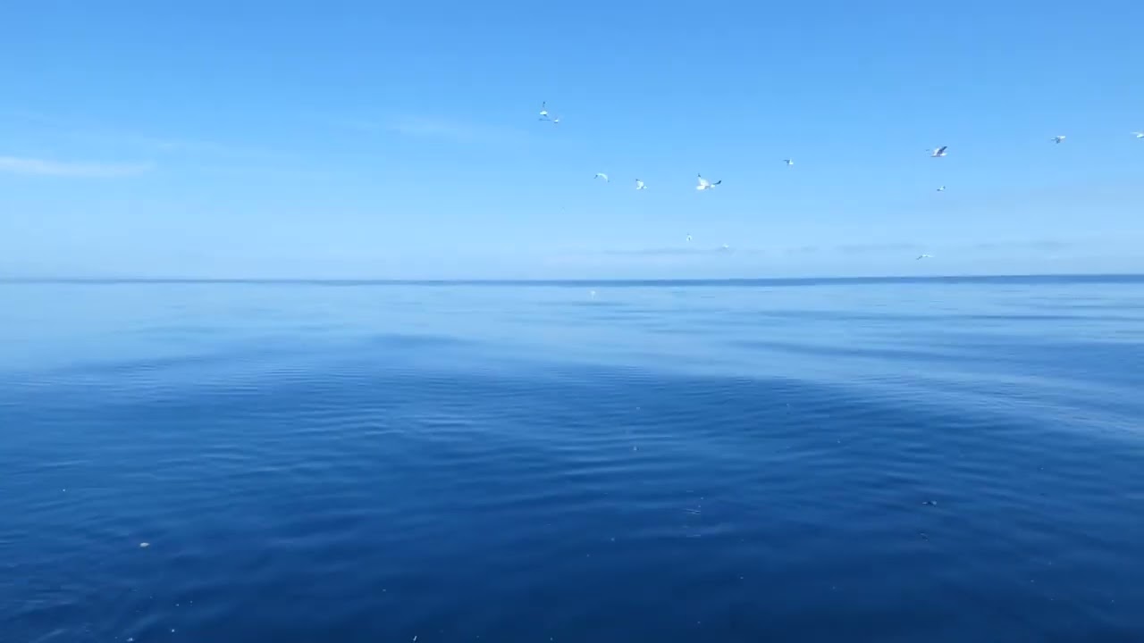 IMPLAHA El Palangre de Fondo