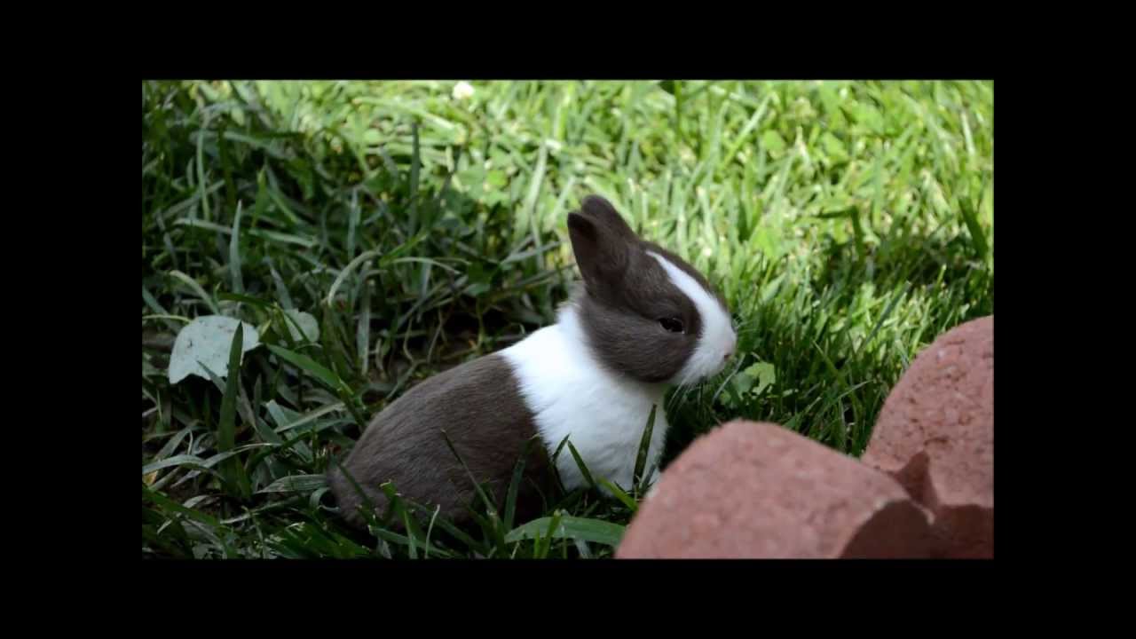 Baby Dutch Bunnies Playing