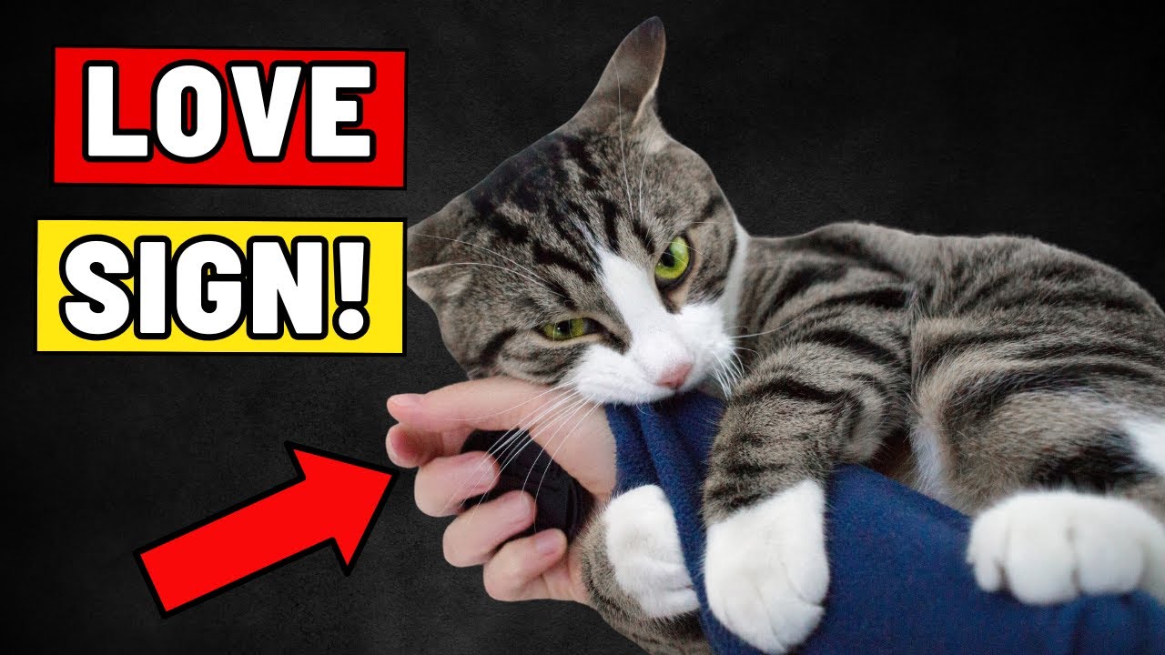 Science Proves Cats Really Love Us - But For a Surprising Reason!