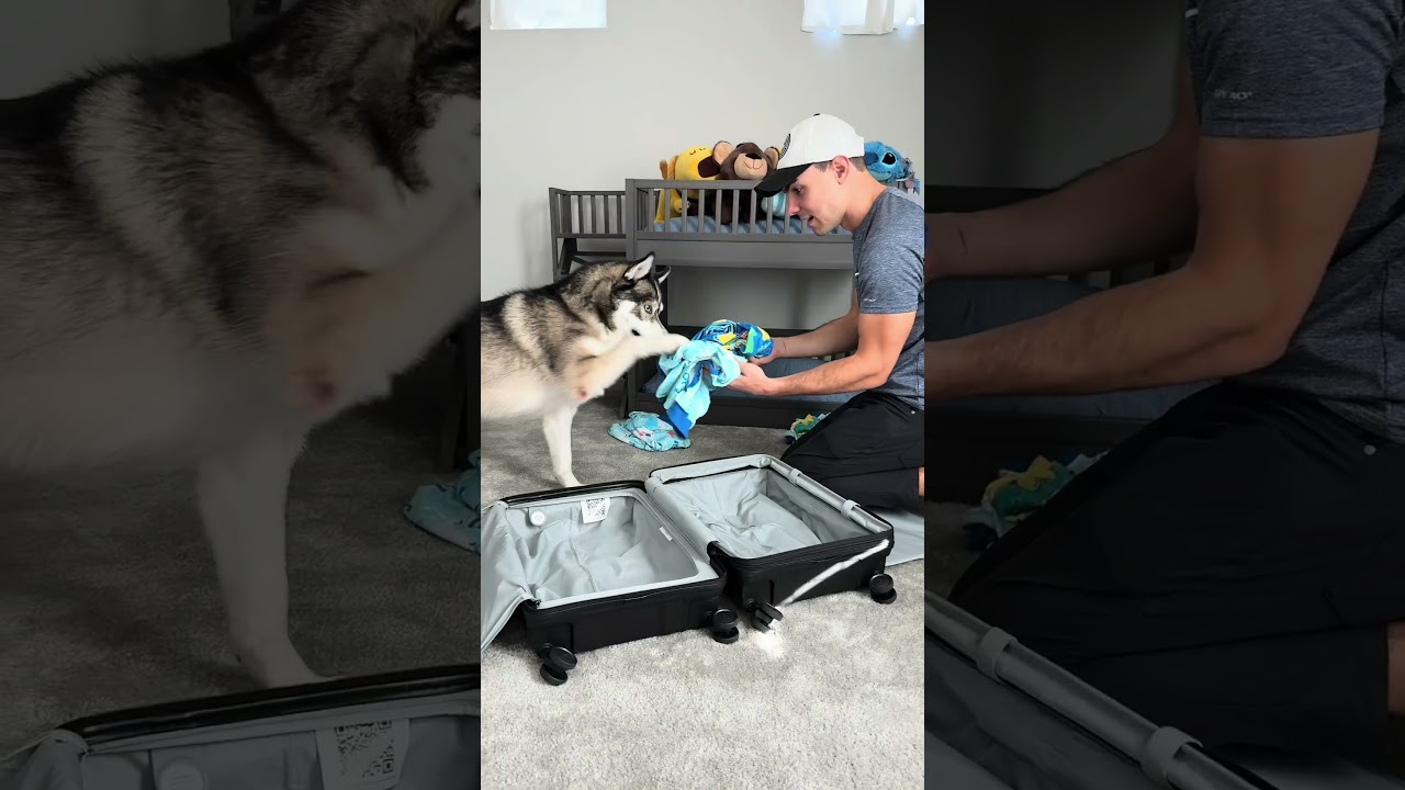 Мои собаки хаотично пакуются для Диснея! #dogsofyoutube #dog #dogs #goldenretriever #husky