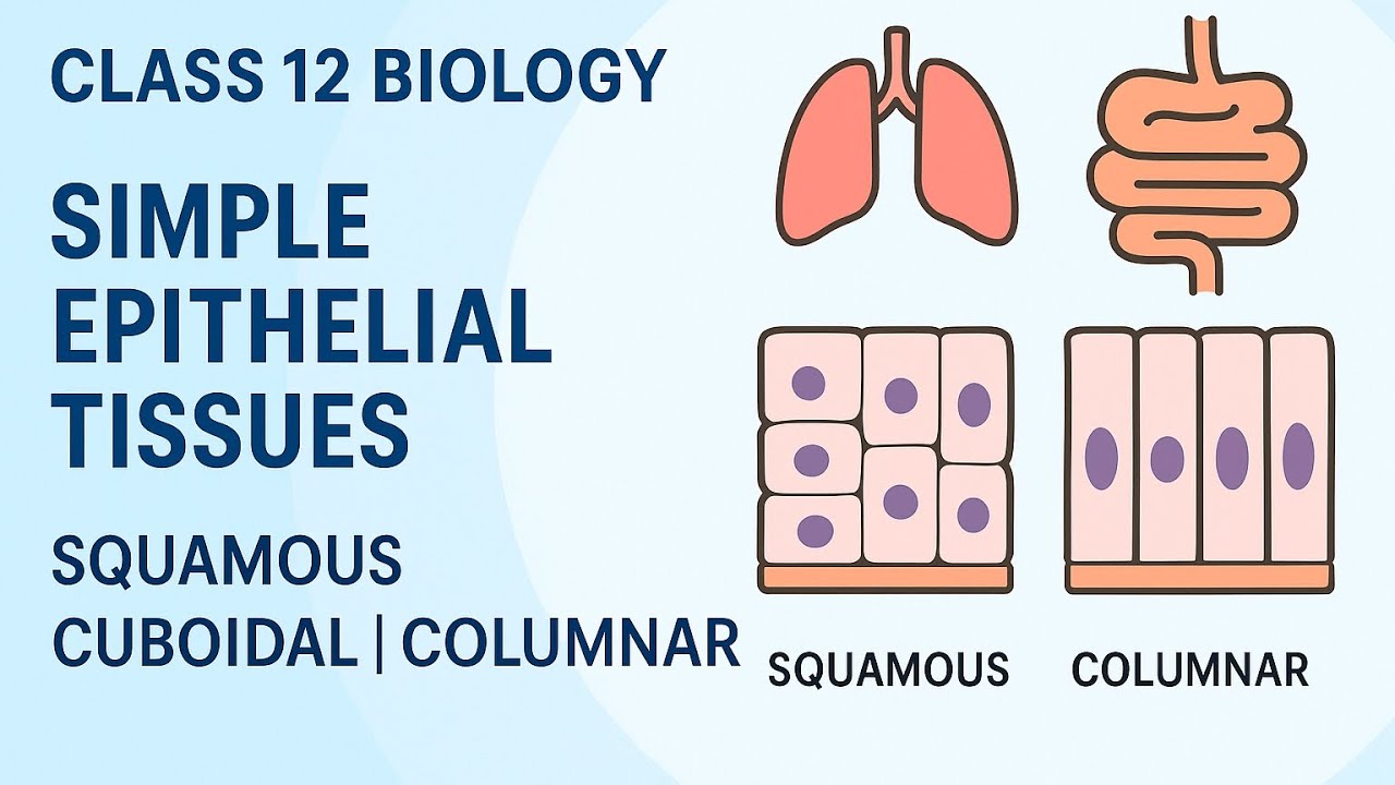 Class 12 Biology | Simple Epithelium: Types, Functions & Locations (NEB Exam Focus)