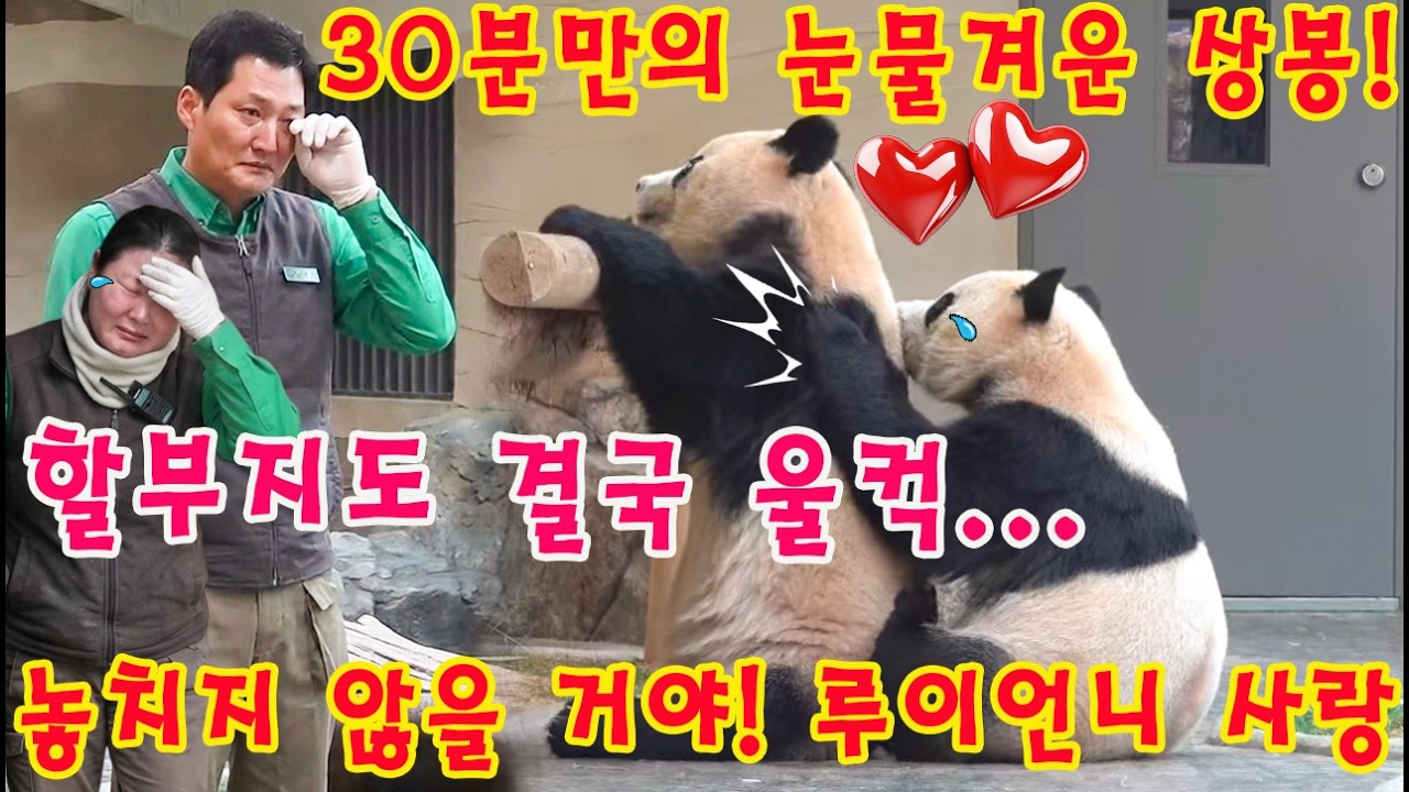 세상에😭 30분만의 재회!💨💦 언니 보자마자 '우다다' 달려가 꽉 안아버리는 후이바오 (눈물주의 ㅠㅠ)👀 