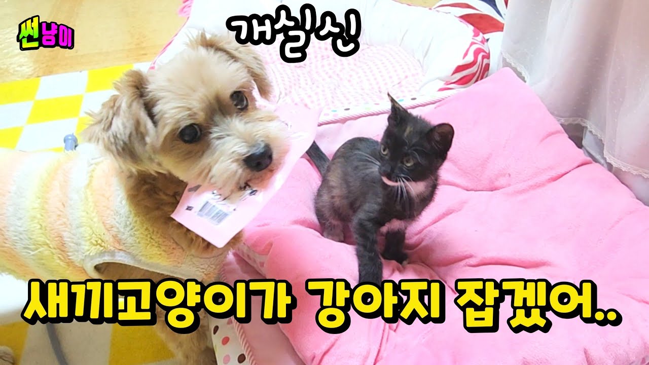 새끼고양이를 너무 사랑한 강아지는...