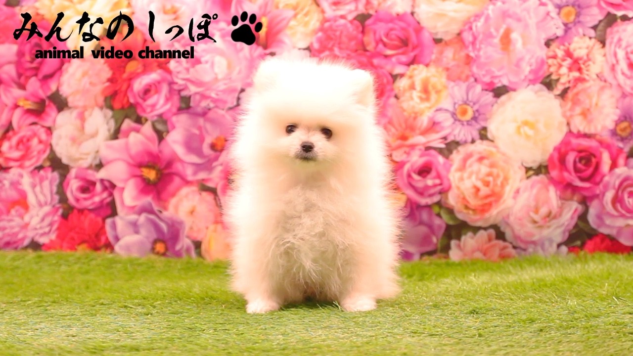 みんなのしっぽ【 ポメラニアン / Non / R8121201-3 】