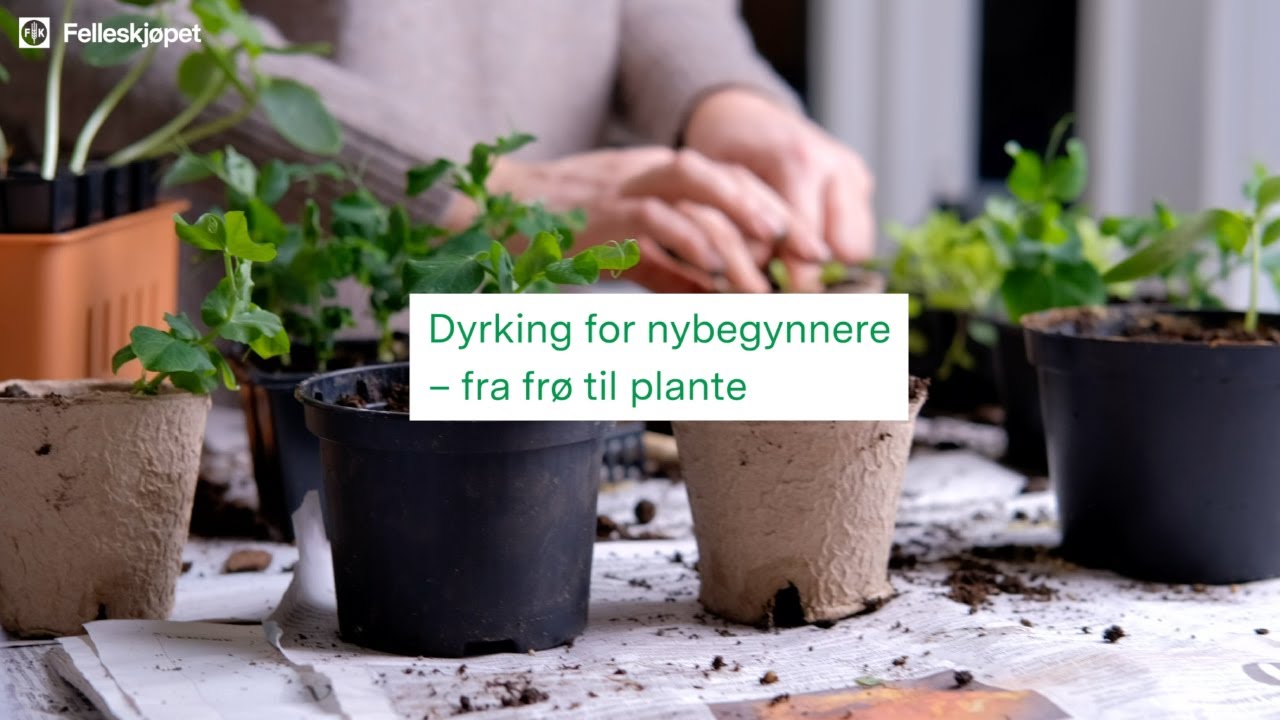 🥦🥕 Dyrking for nybegynnere - enkelt å dyrke grønnsaker🥬🍅