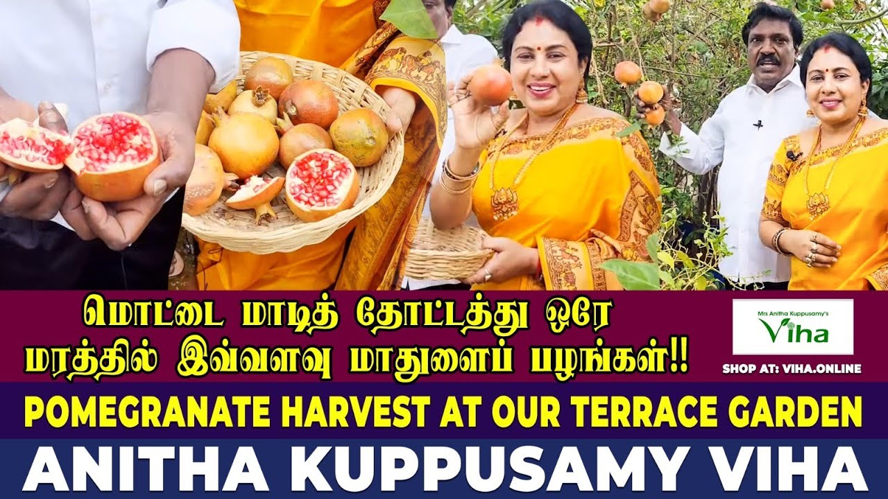 எங்கள் மொட்டை மாடி தோட்ட மாதுளைப் பழங்கள் அறுவடை Pomegranate Harvest |Anitha Kuppusamy Maadi Thottam