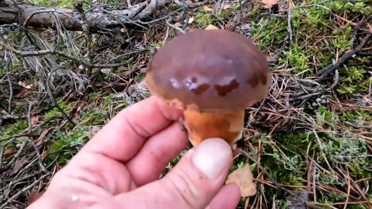 Idziemy na grzyby!Znalazłem świetne miejsce na grzybobranie!Mushroom picking expedition!Polska!2025!