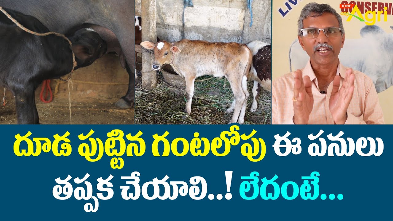 Newborn Calf Management in Telugu | దూడ పుట్టిన గంటలోపు ఈ పనులు తప్పక చేయాలి..! లేదంటే... Tone Agri