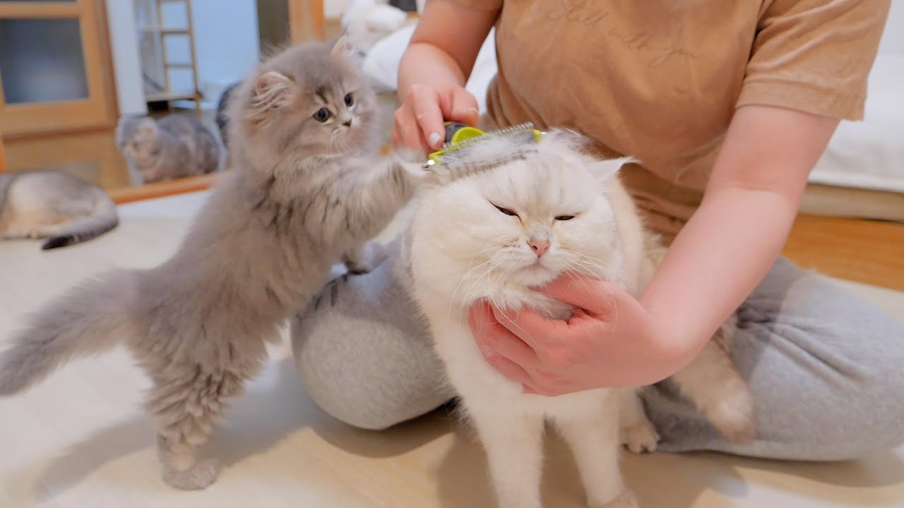 Дочь-котенок, которая переживала за своего папу-кота, была такой милой...