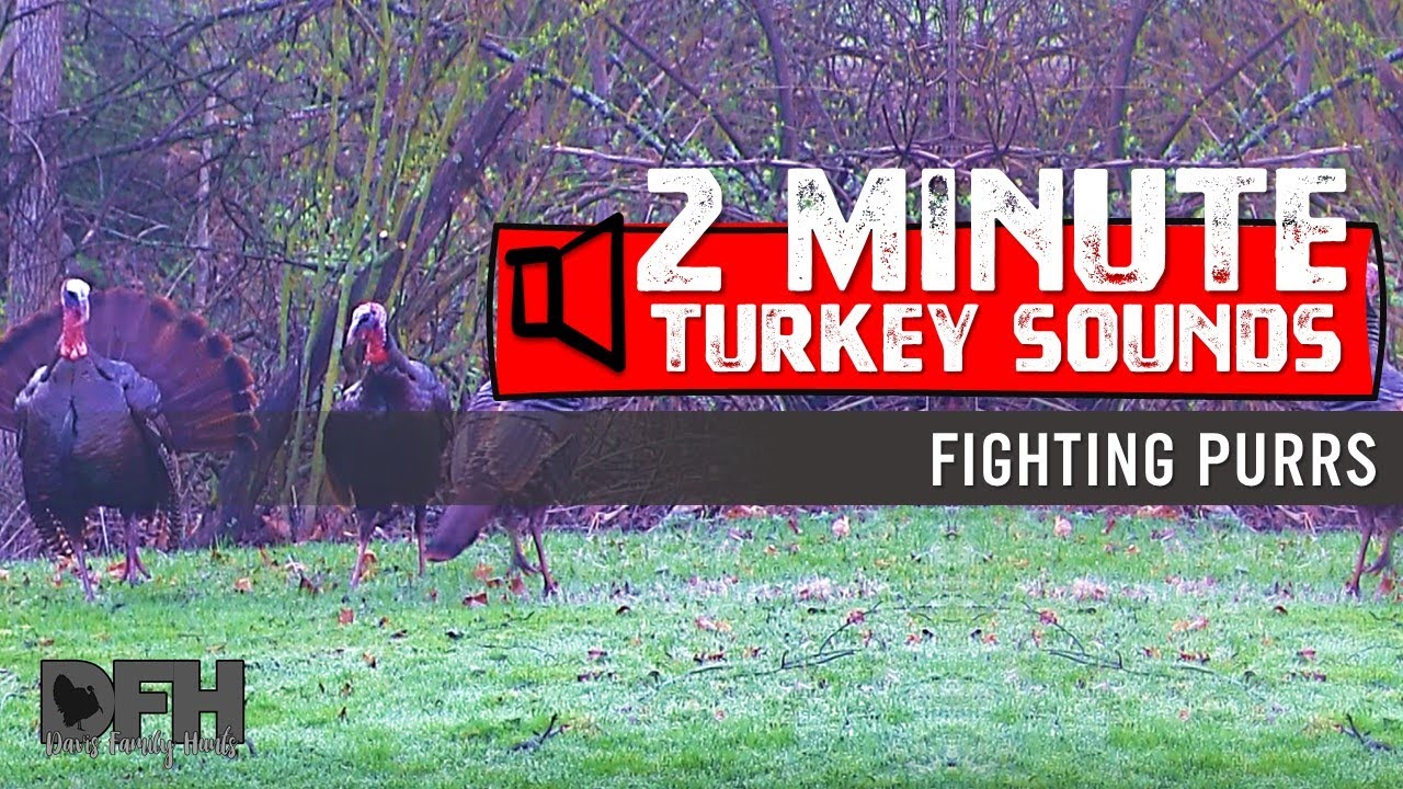 Wild Turkey Sounds:  Fighting Purrs 🥊 - How to Call Turkeys by Staging a Fight
