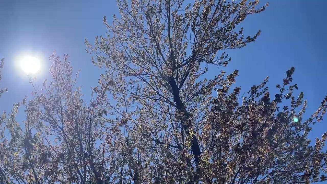 🎶 Sebastian Bach Cello Suite no. 3 in C, BWV 1009 I. Prelude | Classical Music and the Trees 🎶