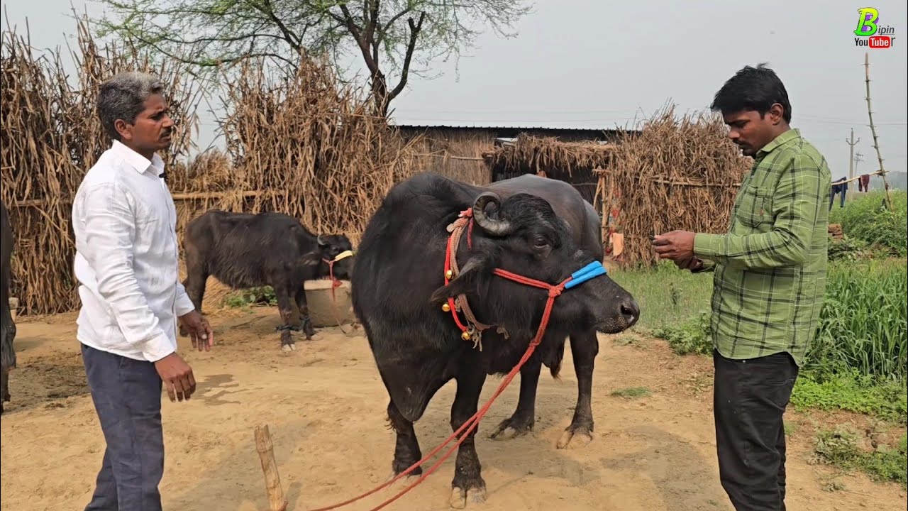 जिला गाजीपुर के इस गांव मे एक गाभीन मुर्रा भैंस बिकाऊ है | Bipin Singh Dildarnagar | Buffalo Video