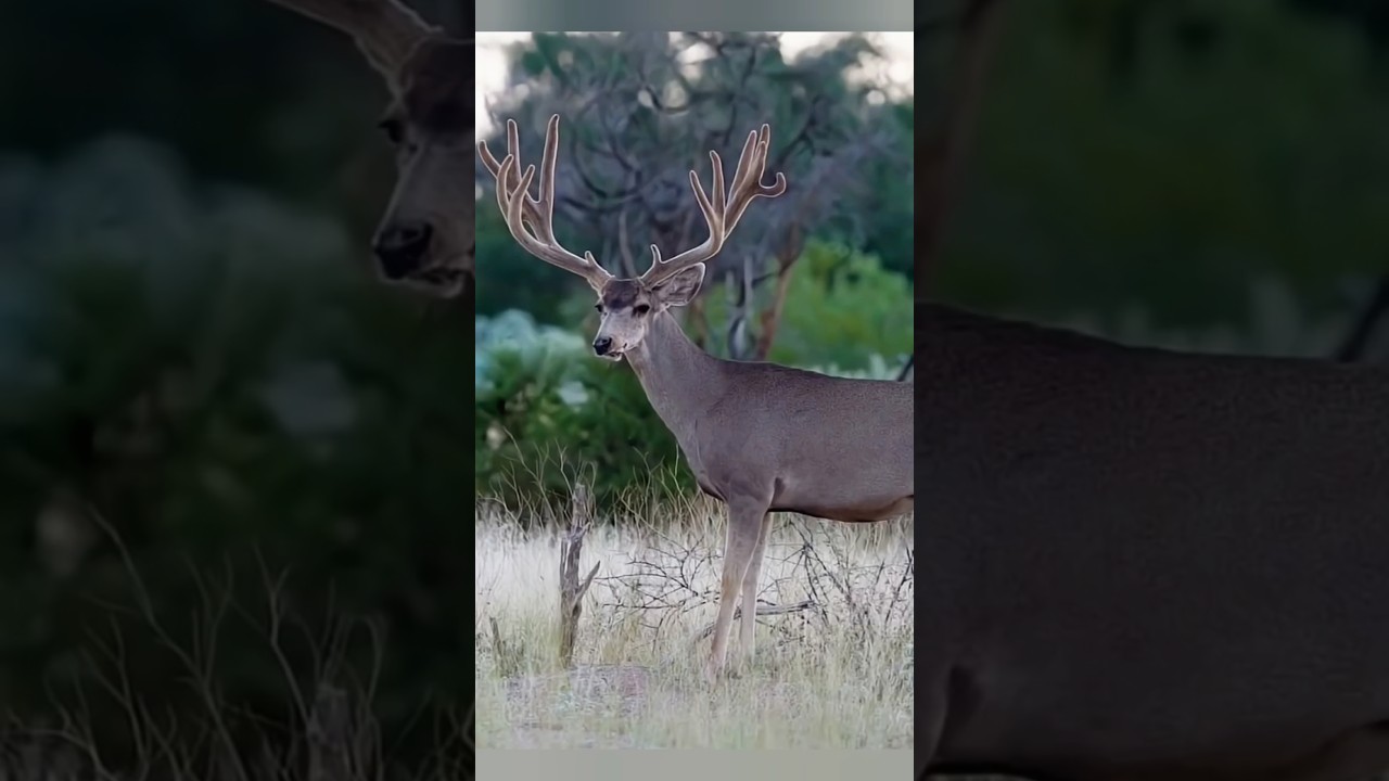 Охота на оленя | Незабываемый момент в лесу#deerhunting #hunting #deer #hunter #wildlife#wildnature