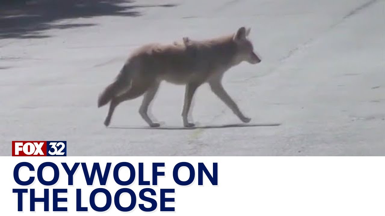 Coywolf possibly sighted in Chicago suburb
