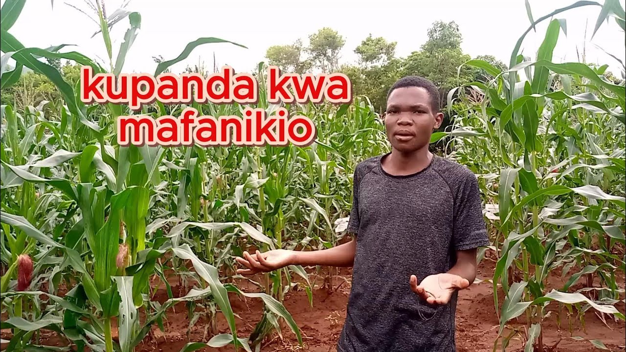 SHAUKU YA KIJANA KWA KILIMO CHA MAHINDI 🌽, ATOA SIRI Ya kilimo, @ SUA .