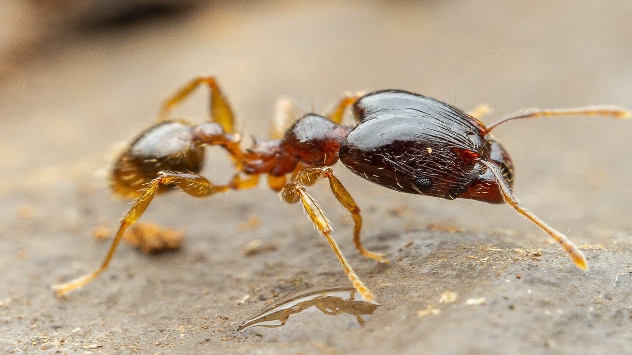 Pheidole megacephala insect