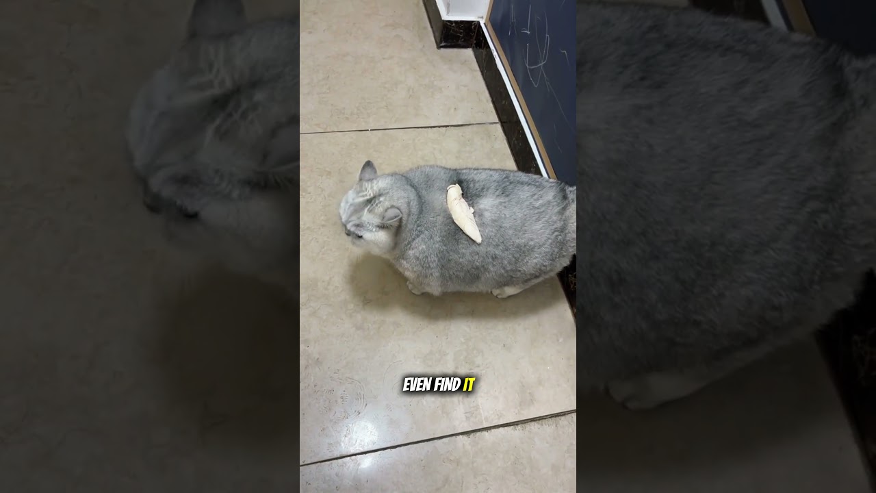 Meet Miss Muffin - The Chubby Queen of Snack 😇❤ 