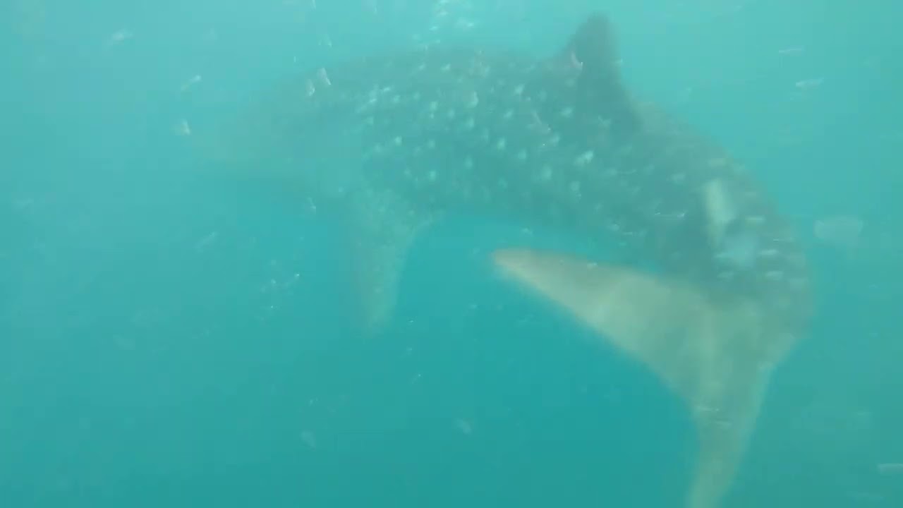 the gentle giant of lila bohol