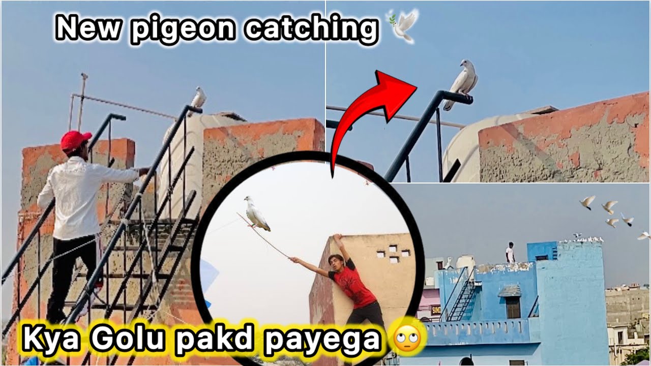 Golu pakdne Gya Naya kabutar 🤑 || Nuksan krwa diya 🤦🏻