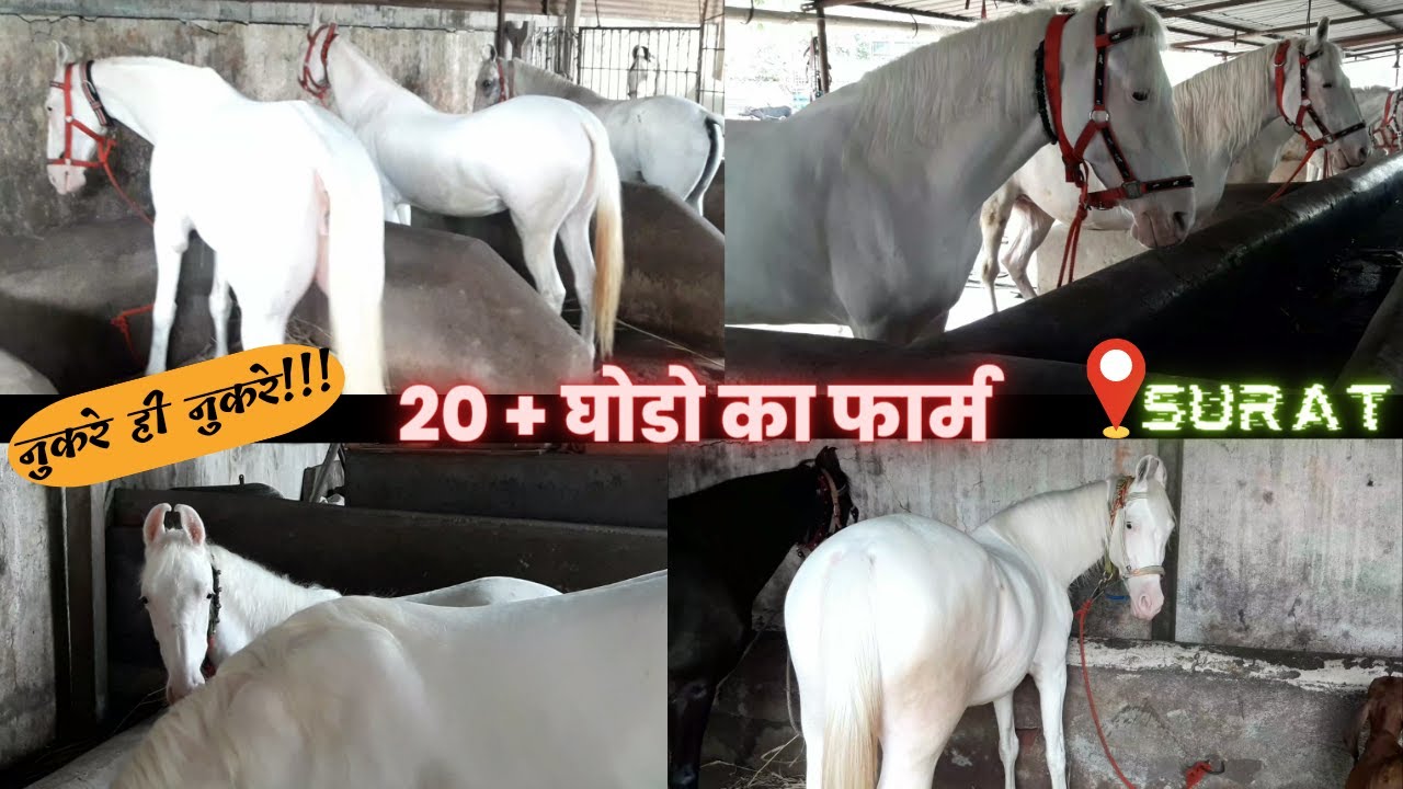 Nukra Horse || Horse Farm Surat  || Punjabi Horse - The Kathiyawadi Horse